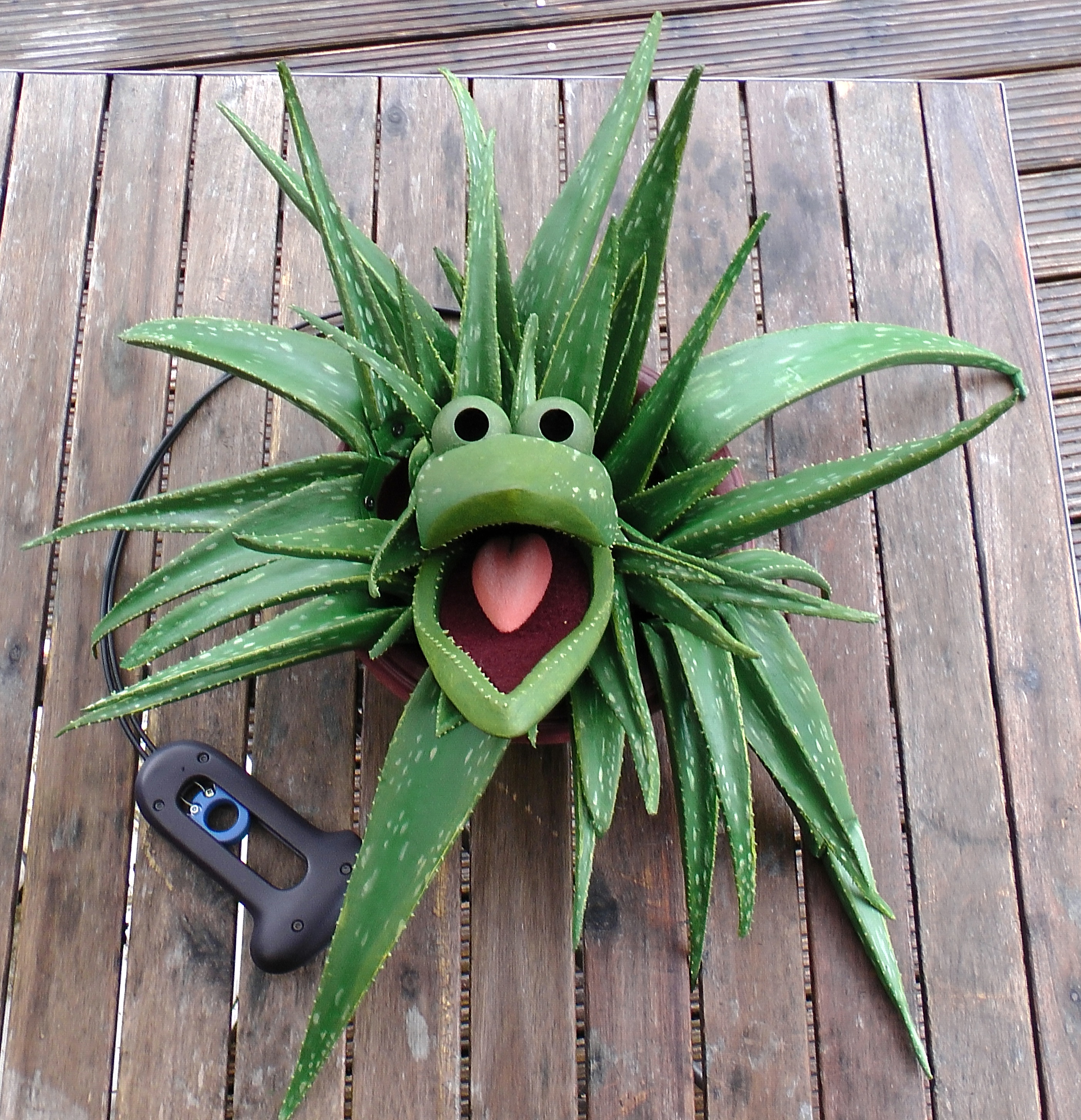 Aloe Vera
