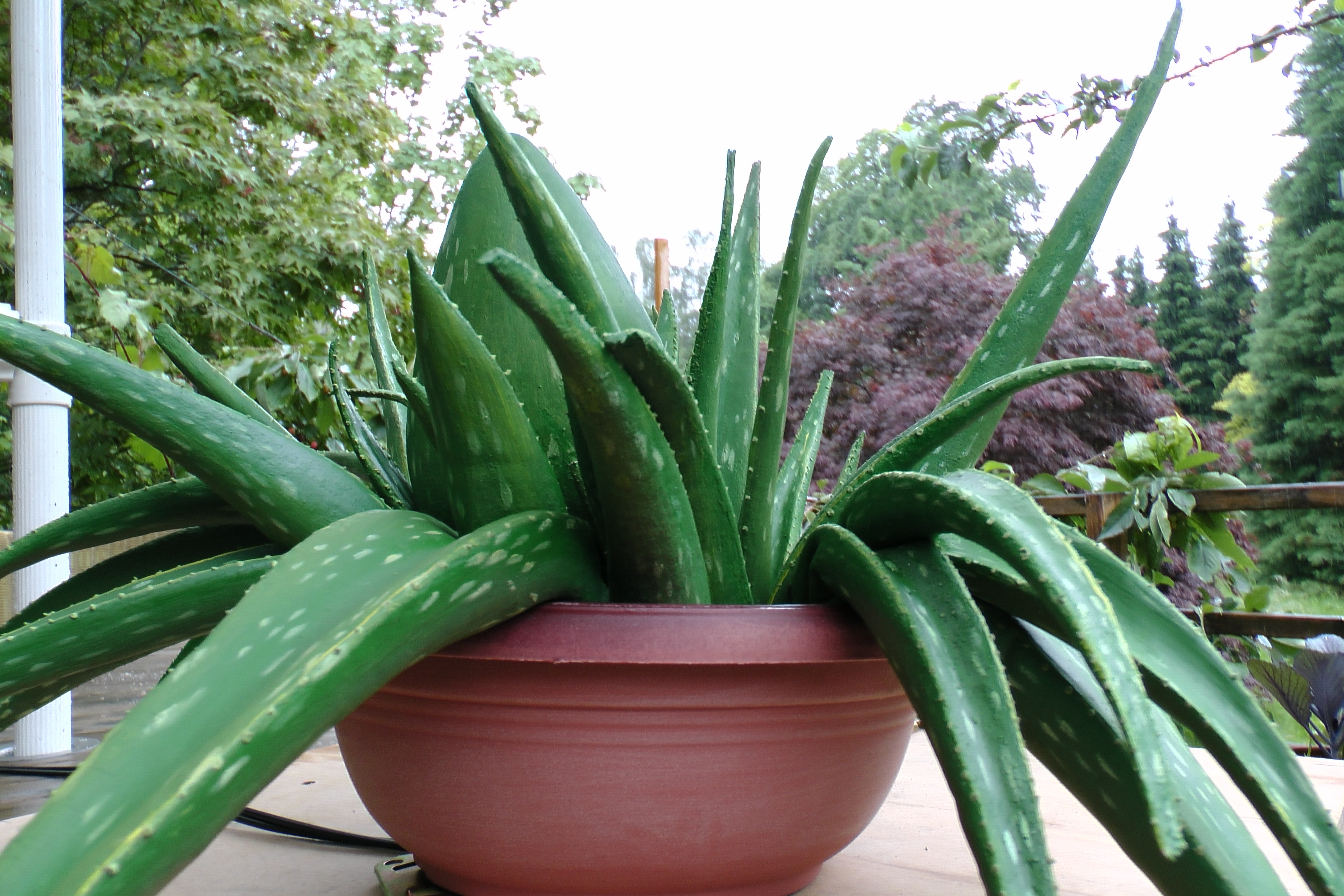 Aloe Vera