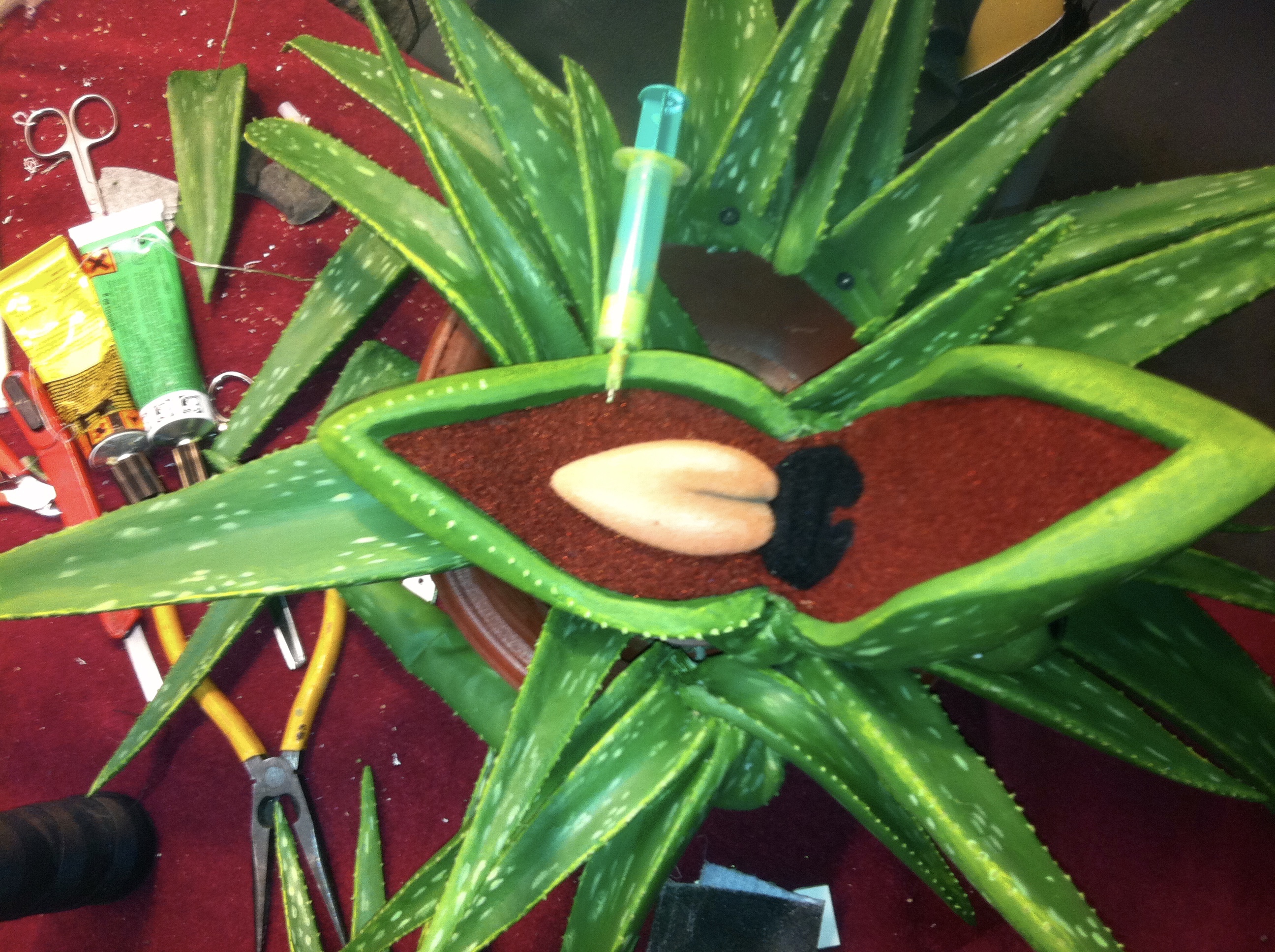Aloe Vera